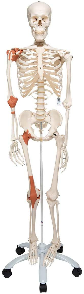 3B Scientific Human Anatomy Skeleton Leo - با رباط های مفصلی روی سه پایه فلزی - اندازه واقعی - A12 به عنوان مدل یادگیری یا کمک آموزشی + برنامه رایگان آناتومی - 3B Smart Anatomy