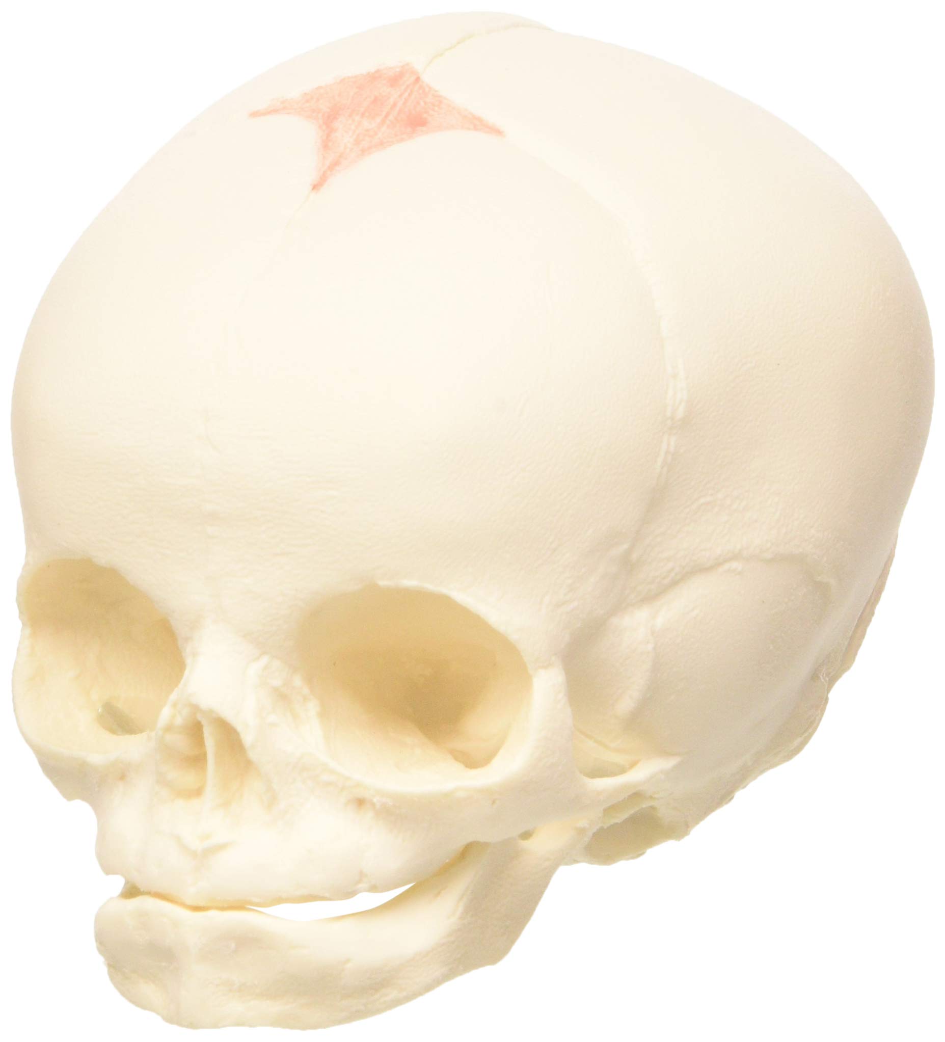 مدل جمجمه جنین 3B Scientific A25، گچ طبیعی، هفته سی ام بارداری + برنامه رایگان آناتومی - 3B Smart Anatomy