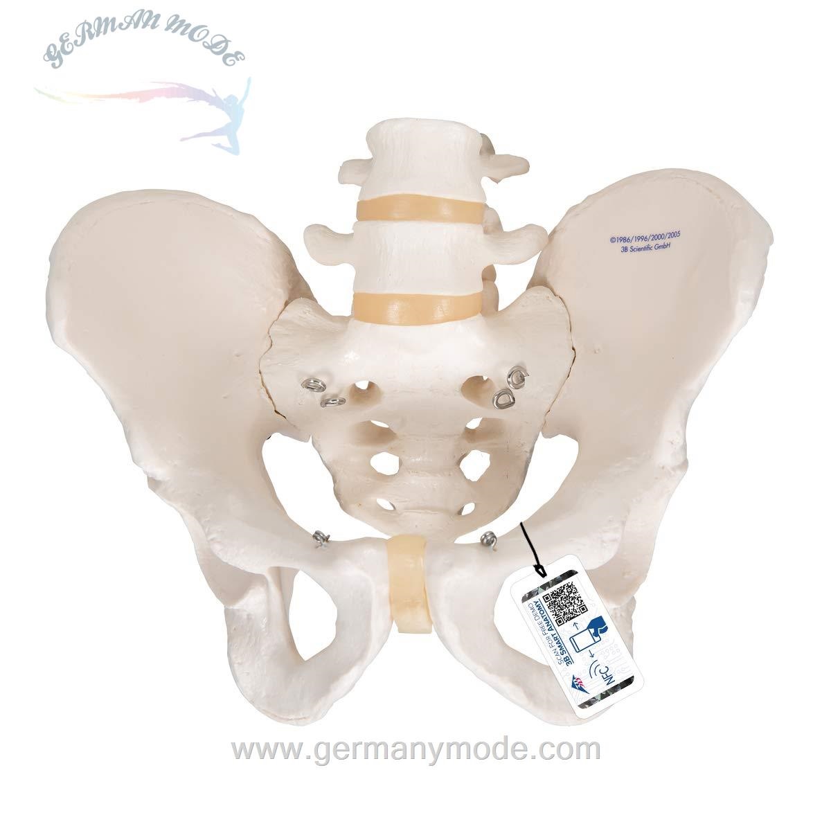 مدل تشریحی اسکلت لگن انسان مردانه 3B Scientific همراه با اپلیکیشن آناتومی 3B Smart Anatomy
