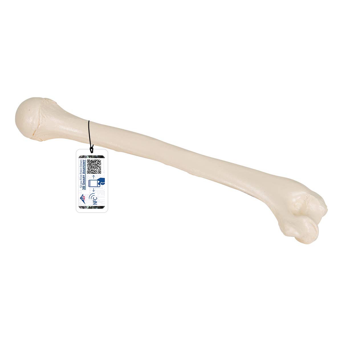 3B Scientific Humerus-Modell A45/1 + kostenlose Anatomie App - 3B Smart Anatomy