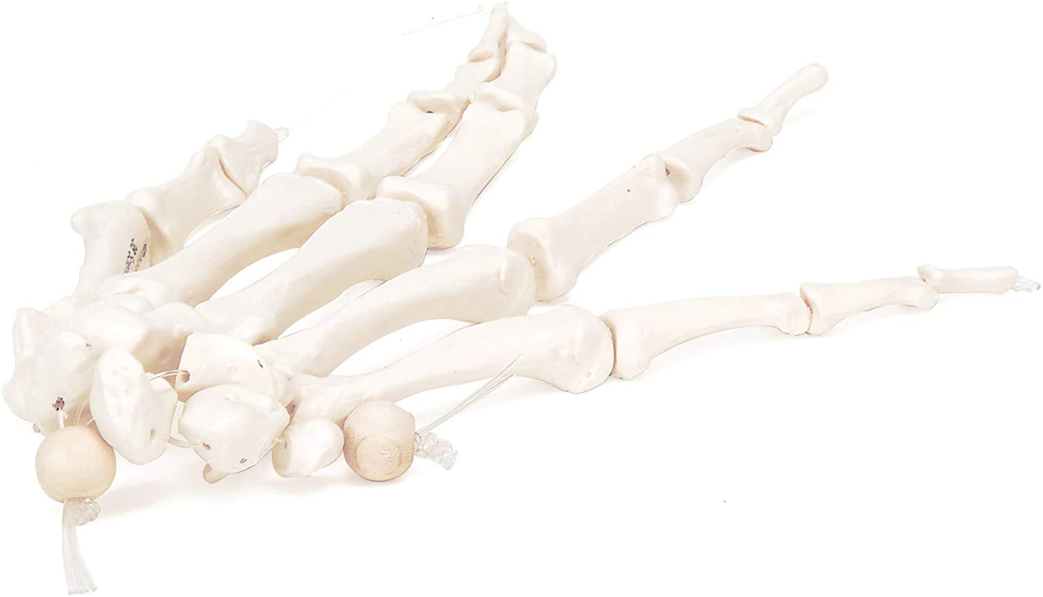 3B Scientific A40/2 Handskelett-Modell + kostenlose Anatomie App - 3B Smart Anatomy