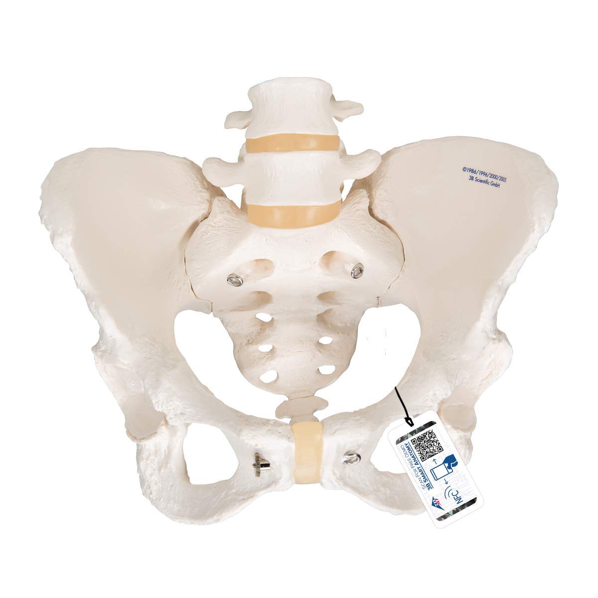 مدل تشریحی اسکلت لگن انسان زنانه 3B Scientific A61 همراه با اپلیکیشن رایگان 3B Smart Anatomy