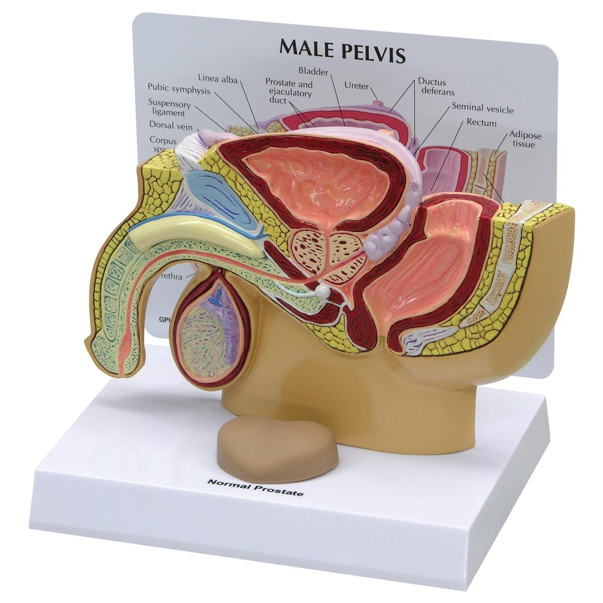 مدل تشریحی لگن مردانه با پروستات و الت تناسلی GPI Anatomicals 3550