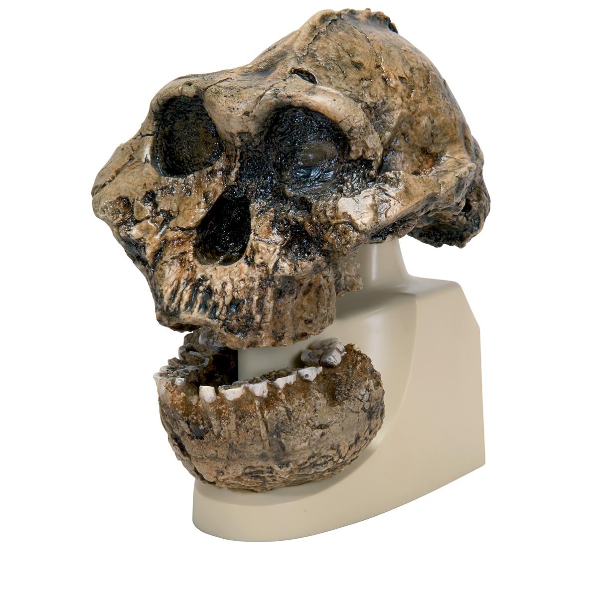 3B Scientific - ماکت جمجمه Australopithecus boisei (KNM-ER 406 و Omo L7A-125)
