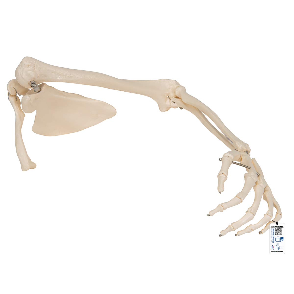 اسکلت بازو 3B Scientific A46 با مدل کتف و ترقوه + برنامه رایگان آناتومی - 3B Smart Anatomy