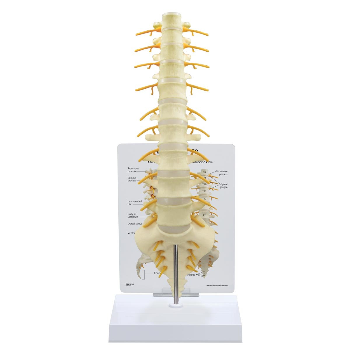 مدل تشریحی استخوان دنبالچه  کروزبین GPI Anatomicals مدل 1510