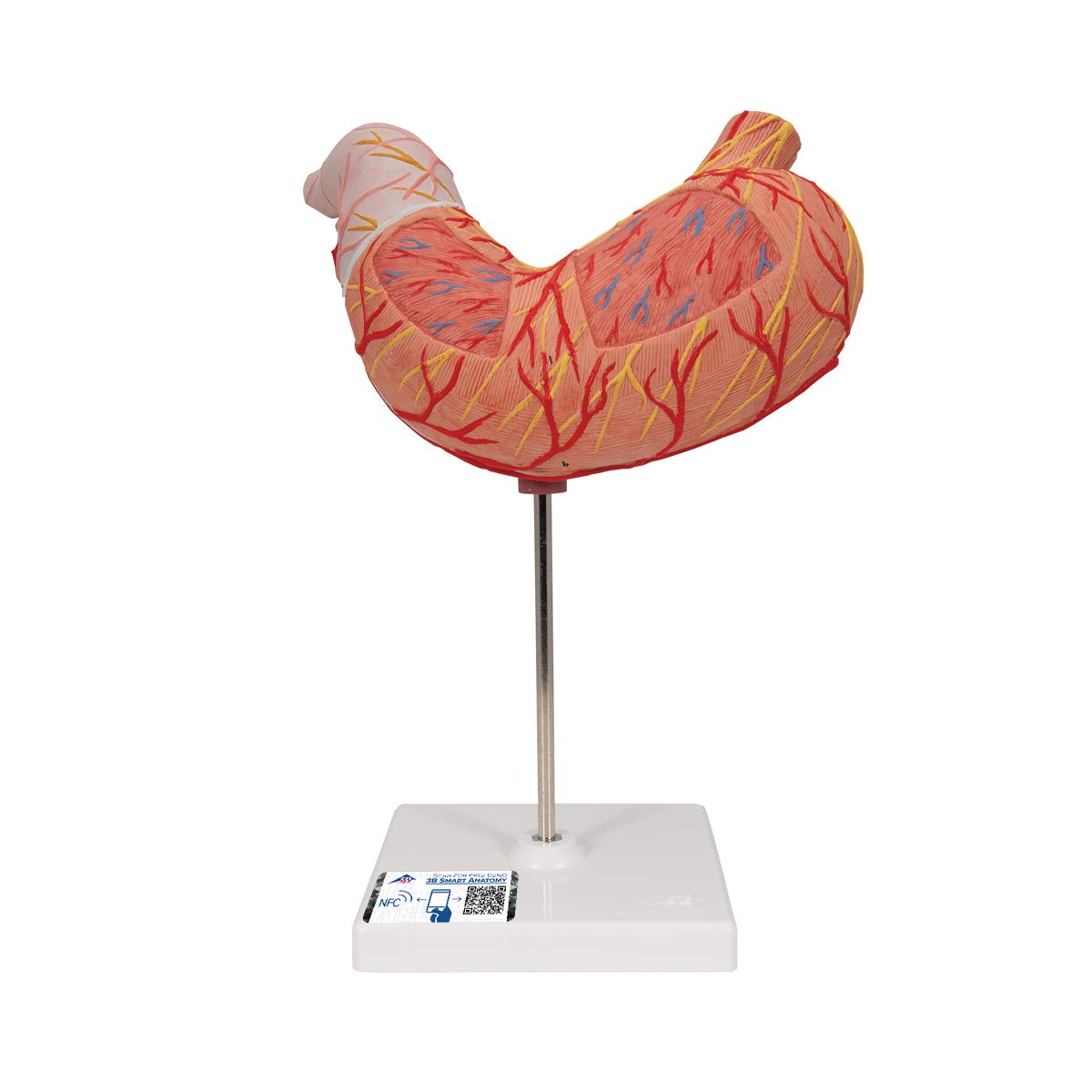 3B Scientific Human Anatomy - معده، 2 قسمت + برنامه رایگان آناتومی - 3B Smart Anatomy