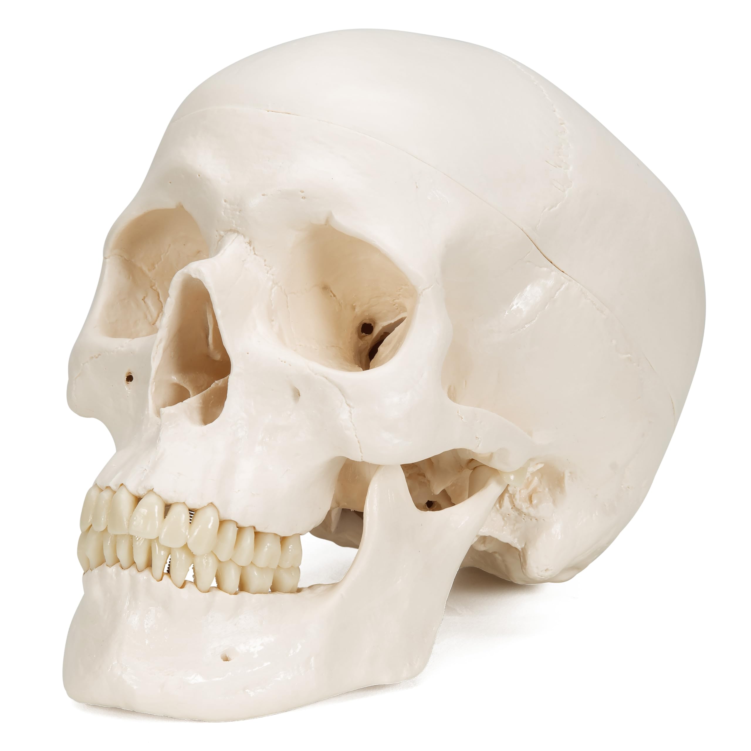 3B Scientific Human Anatomy - جمجمه کلاسیک با اتصالات مغناطیسی، 3 قطعه + برنامه رایگان آناتومی - 3B Smart Anatomy Classic Classic