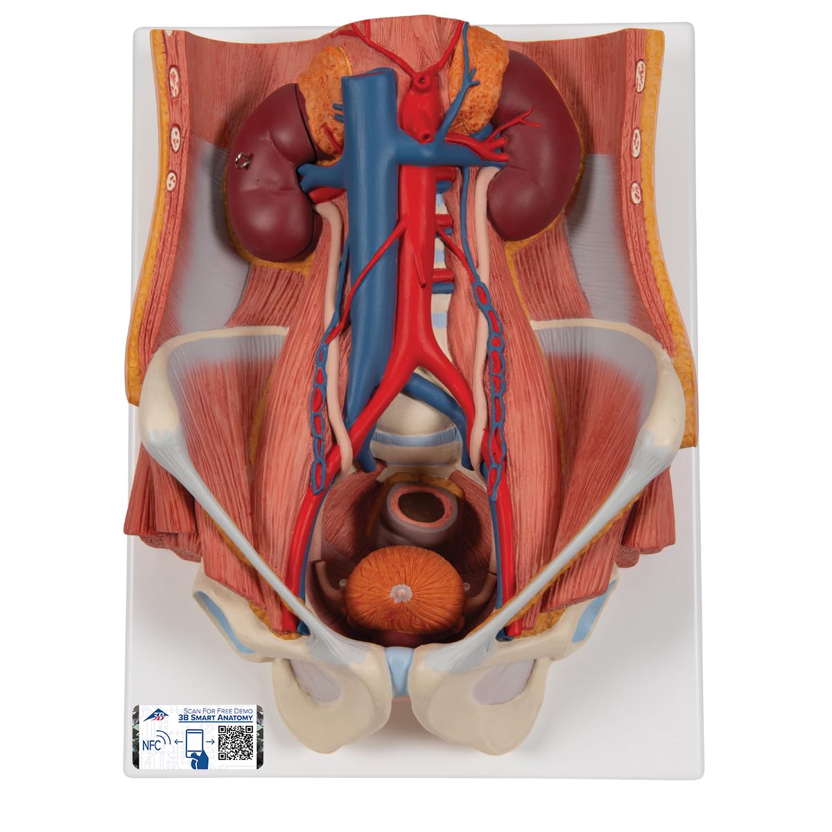 مدل تشریحی دستگاه ادراری دو جنسی 3B Scientific، 6 تکه به همراه اپلیکیشن رایگان 3B Smart Anatomy
