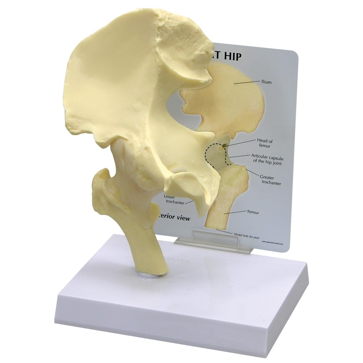 مدل هیپ ساده GPI Anatomicals 1260