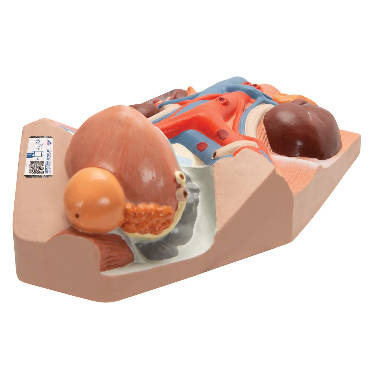 مدل تشریحی دستگاه ادراری مردانه 3B Scientific با ابعاد 0.75 برابر اندازه طبیعی و اپلیکیشن رایگان 3B Smart Anatomy