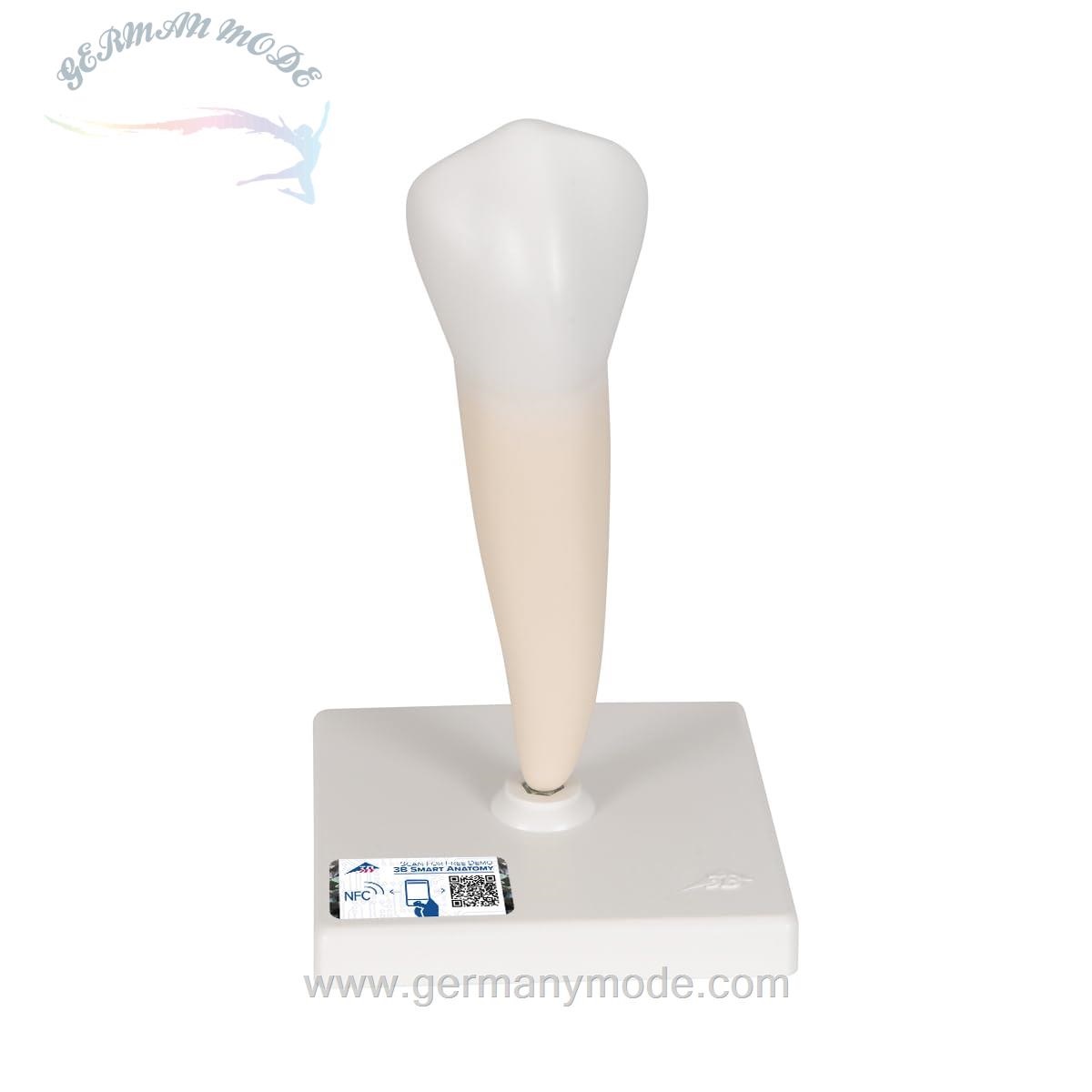 مدل تشریحی دندان پری‌مولار یک ریشه‌ای پایین 3B Scientific + اپلیکیشن رایگان 3B Smart Anatomy