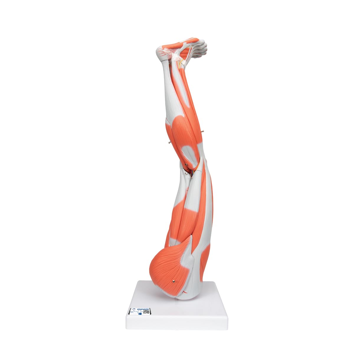 3B Scientific Human Anatomy - مدل ماهیچه پا، 9 قطعه + برنامه رایگان آناتومی - 3B Smart Anatomy Muscle Leg