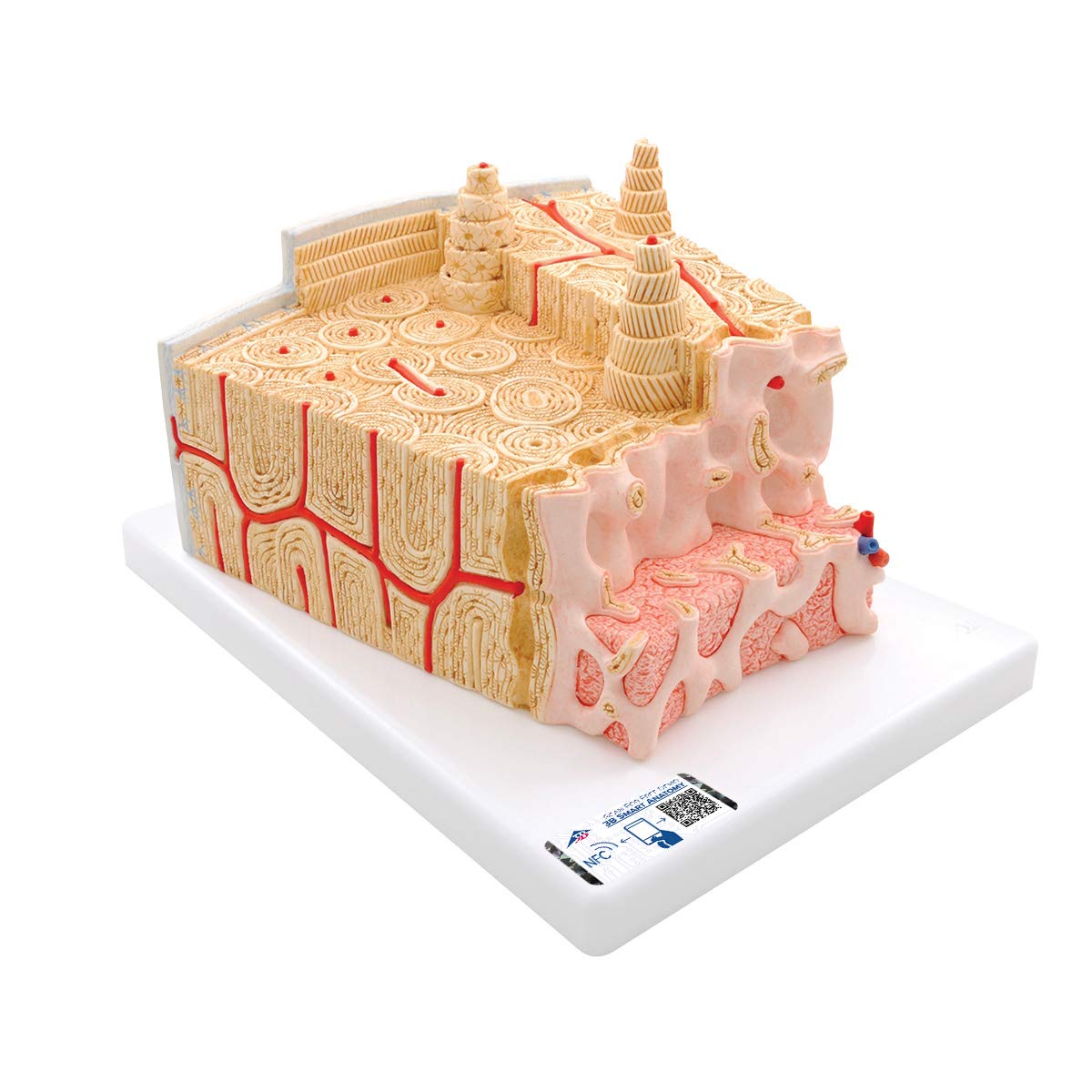 3B Scientific Human Anatomy - MICROanatomy™ Bone Structure - بزرگنمایی 80 برابر + برنامه رایگان آناتومی - 3B Smart Anatomy