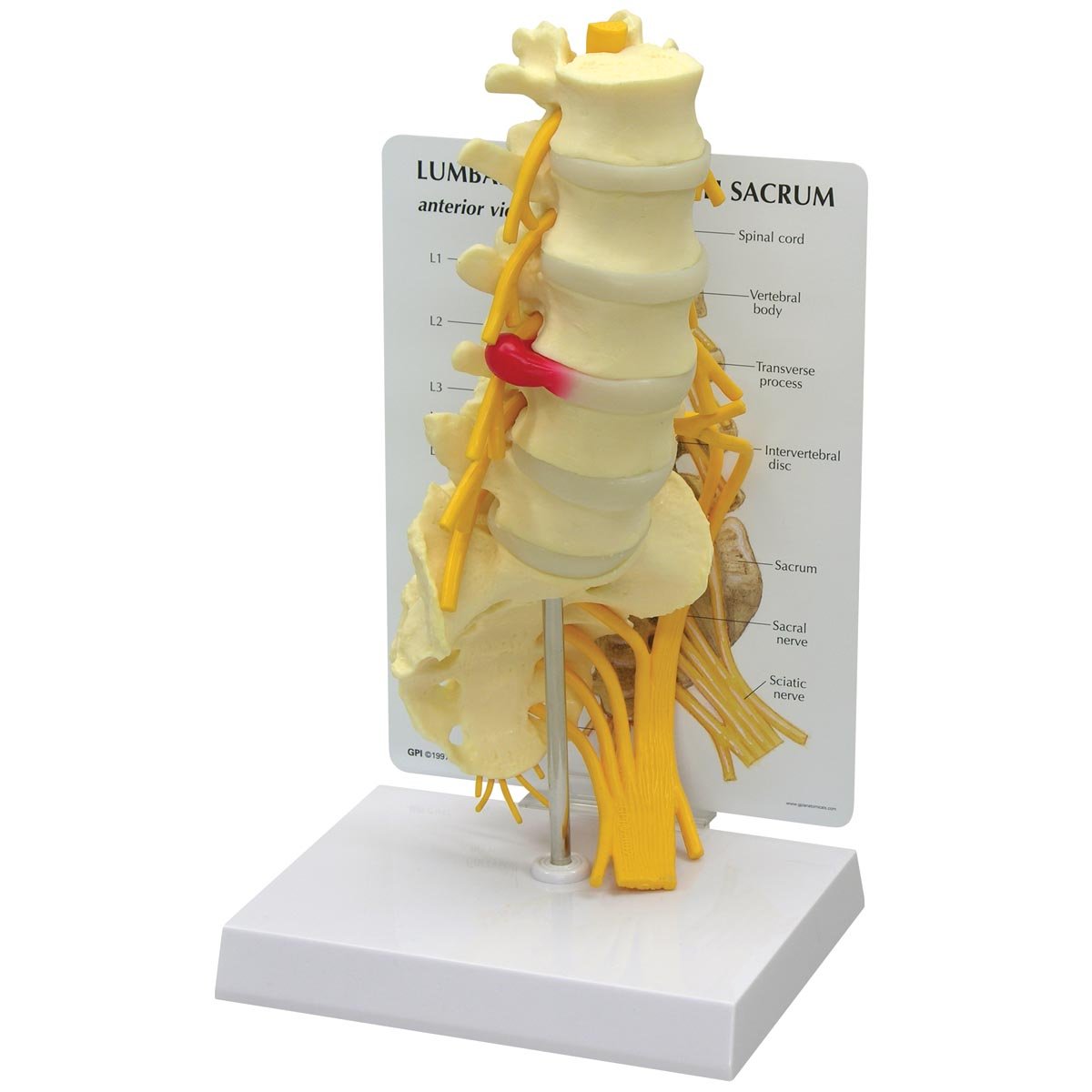 مدل تشریحی 5 مهره کمر پشتی همراه با استخوان دنبالچه GPI Anatomicals مدل 1700 مهره با مدل ساکروم