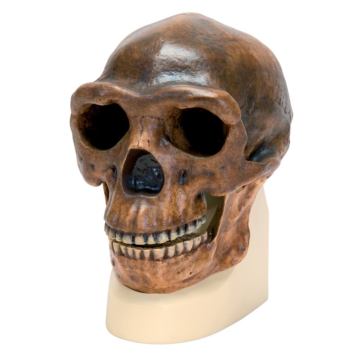 3B Scientific - ماکت جمجمه Homo erectus pekinensis (Weidenreich، 1940)