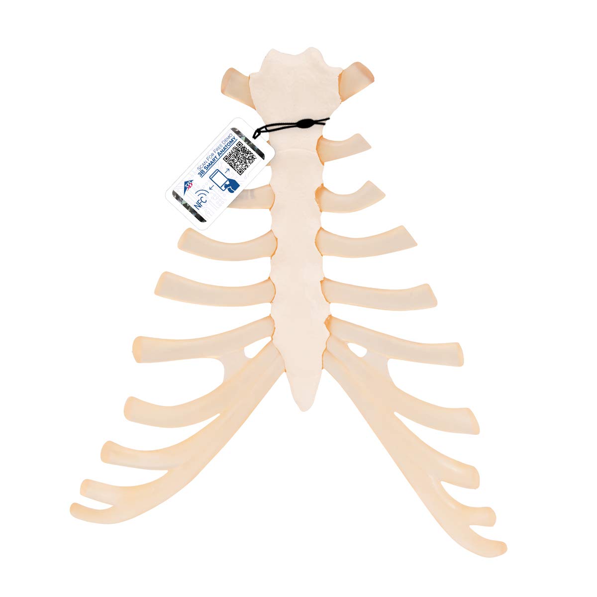 3B Scientific Human Anatomy - مدل جناغ با غضروف دنده + برنامه رایگان آناتومی - 3B Smart Anatomy