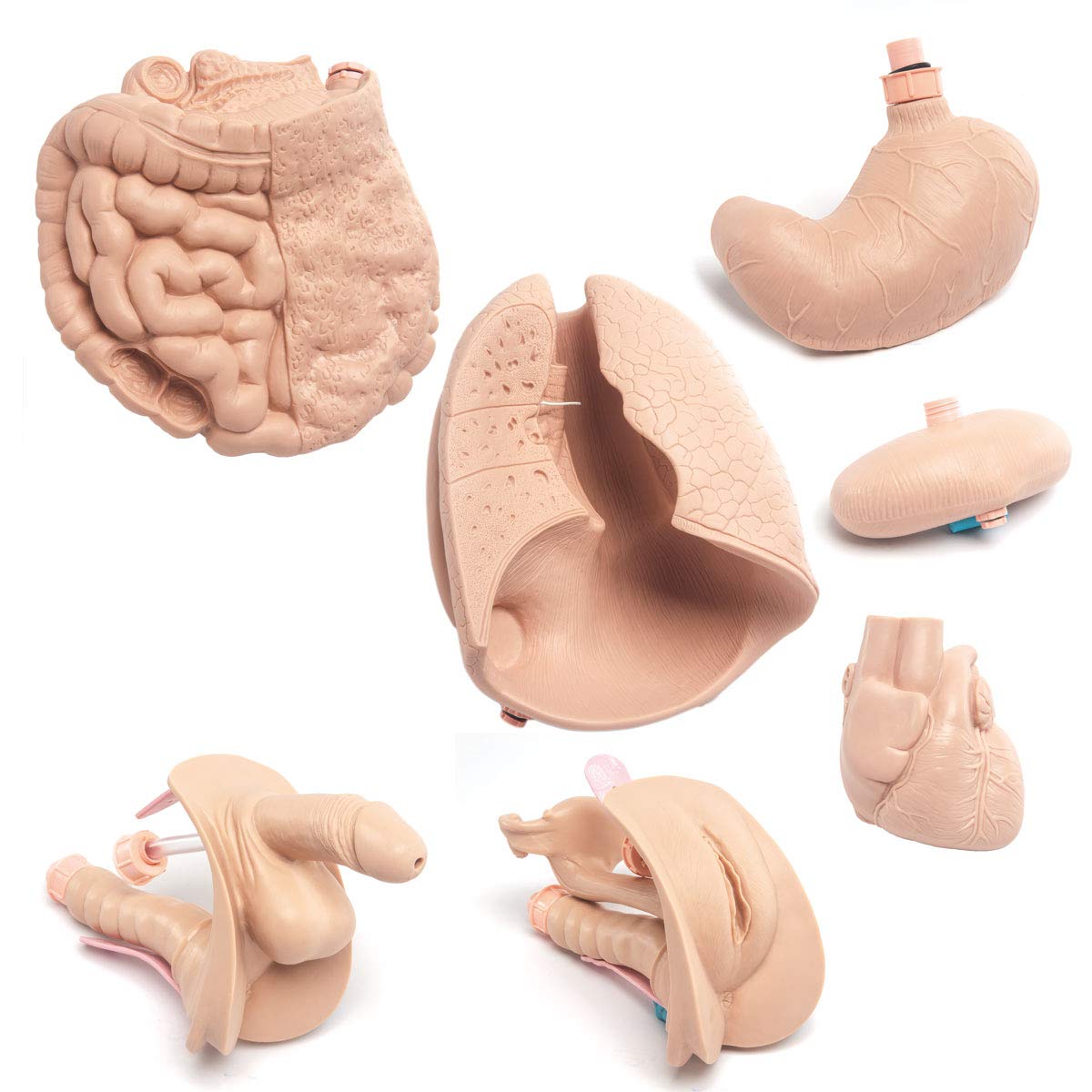 کیت تشریحی اعضای بدن 3B Scientific مدل Nachrüst-Set برای P11