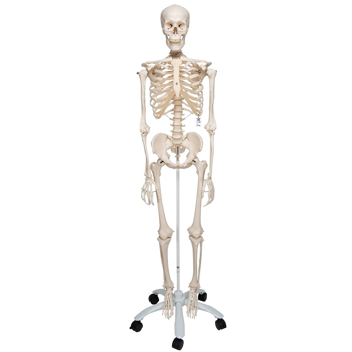 3B Scientific Anatomie، A10 Skelettmodell، klassisch + kostenlose Anatomie App - 3B Smart Anatomy