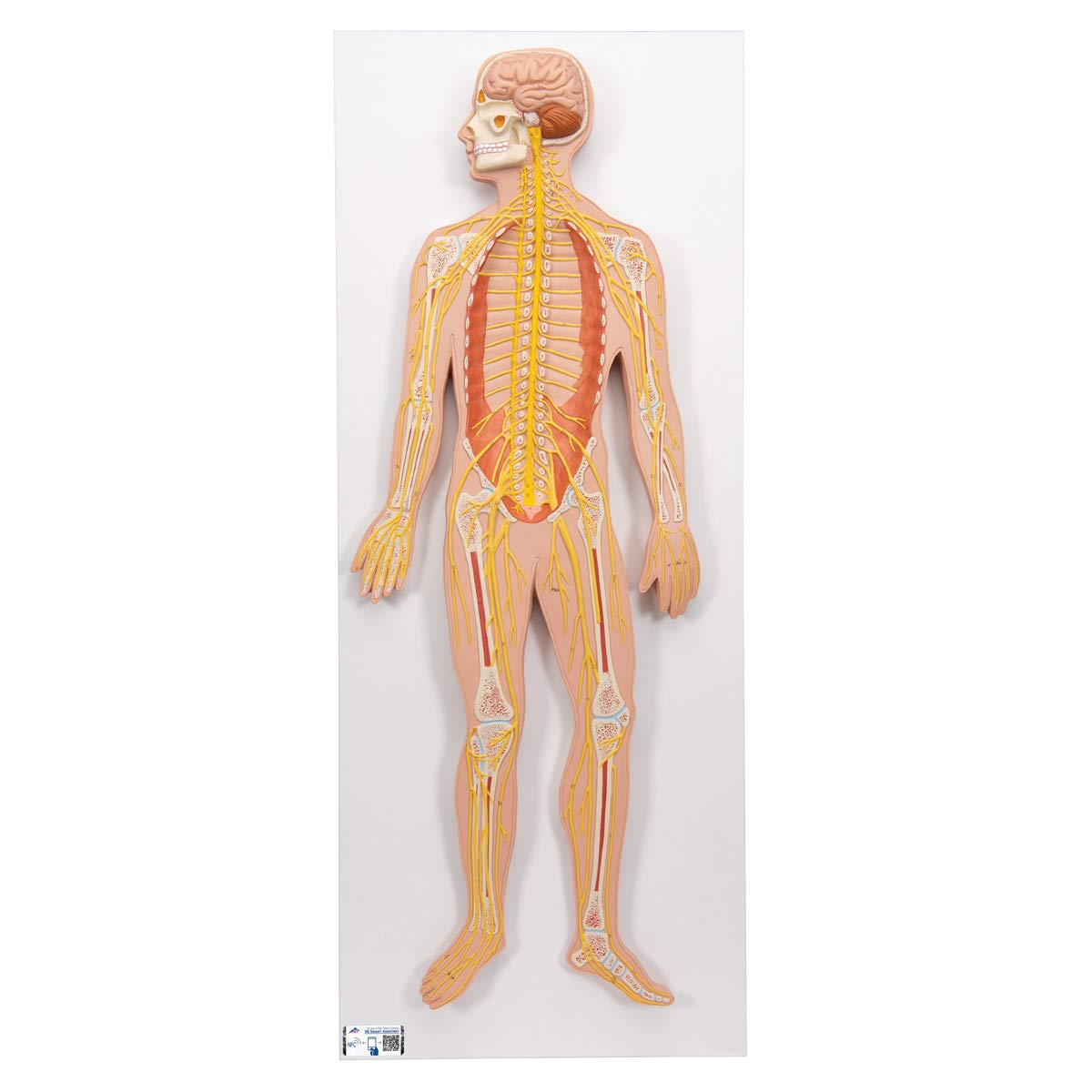 3B علمی آناتومی انسان - سیستم عصبی، 1/2 اندازه طبیعی + برنامه رایگان آناتومی - 3B Smart Anatomy