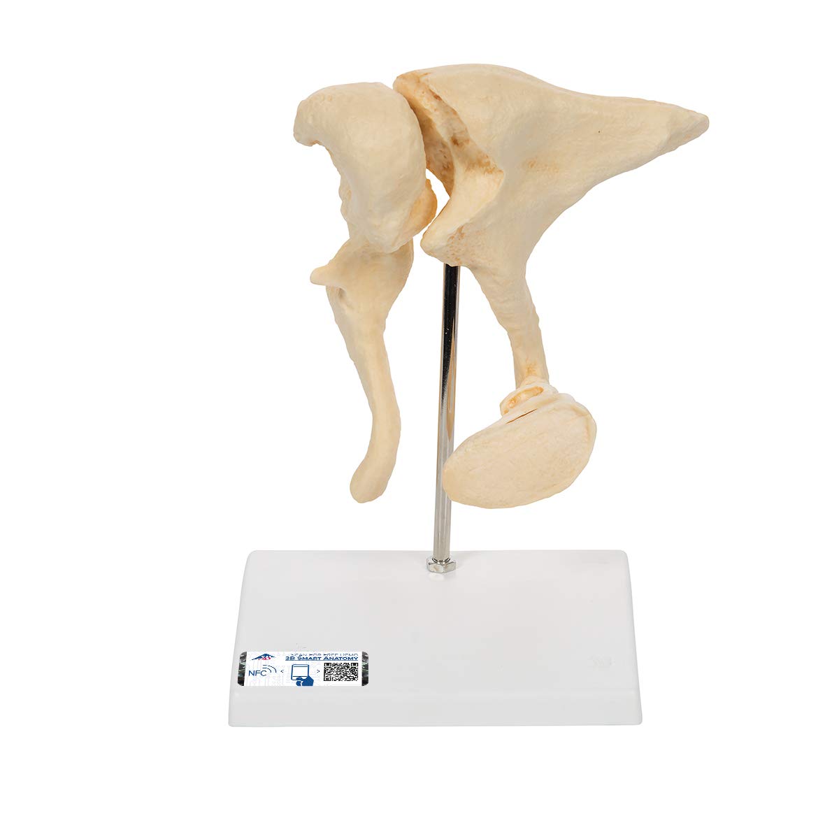 مدل 3B Scientific 3B Smart Anatomy Ossicles + برنامه رایگان آناتومی - 3B Smart Anatomy Ossicles 20x, BONElike