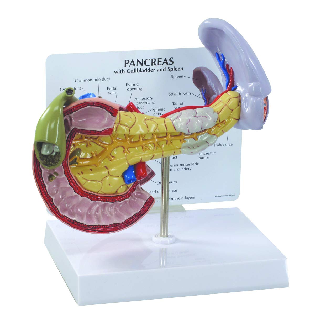 مدل پانکراس GPI Anatomicals W33367