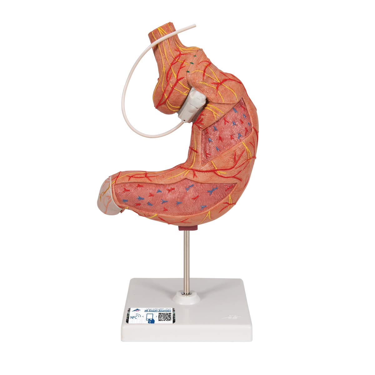 3B Scientific Human Anatomy - مدل نوار معده + برنامه رایگان آناتومی - 3B Smart Anatomy