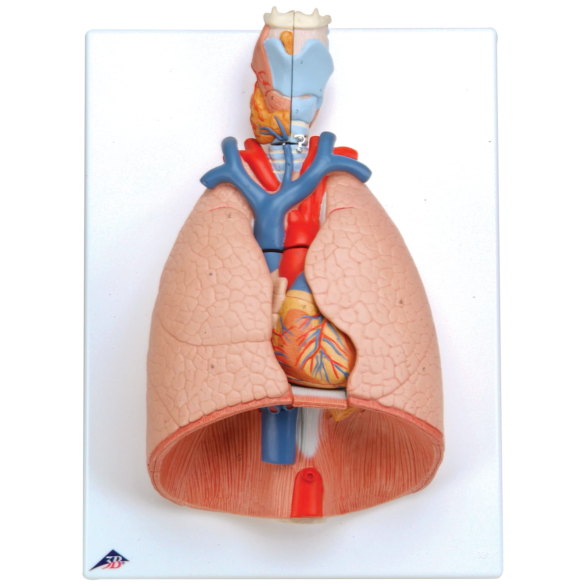3B Scientific Human Anatomy - مدل ریه با حنجره، 7 قطعه + برنامه رایگان آناتومی - 3B Smart Anatomy