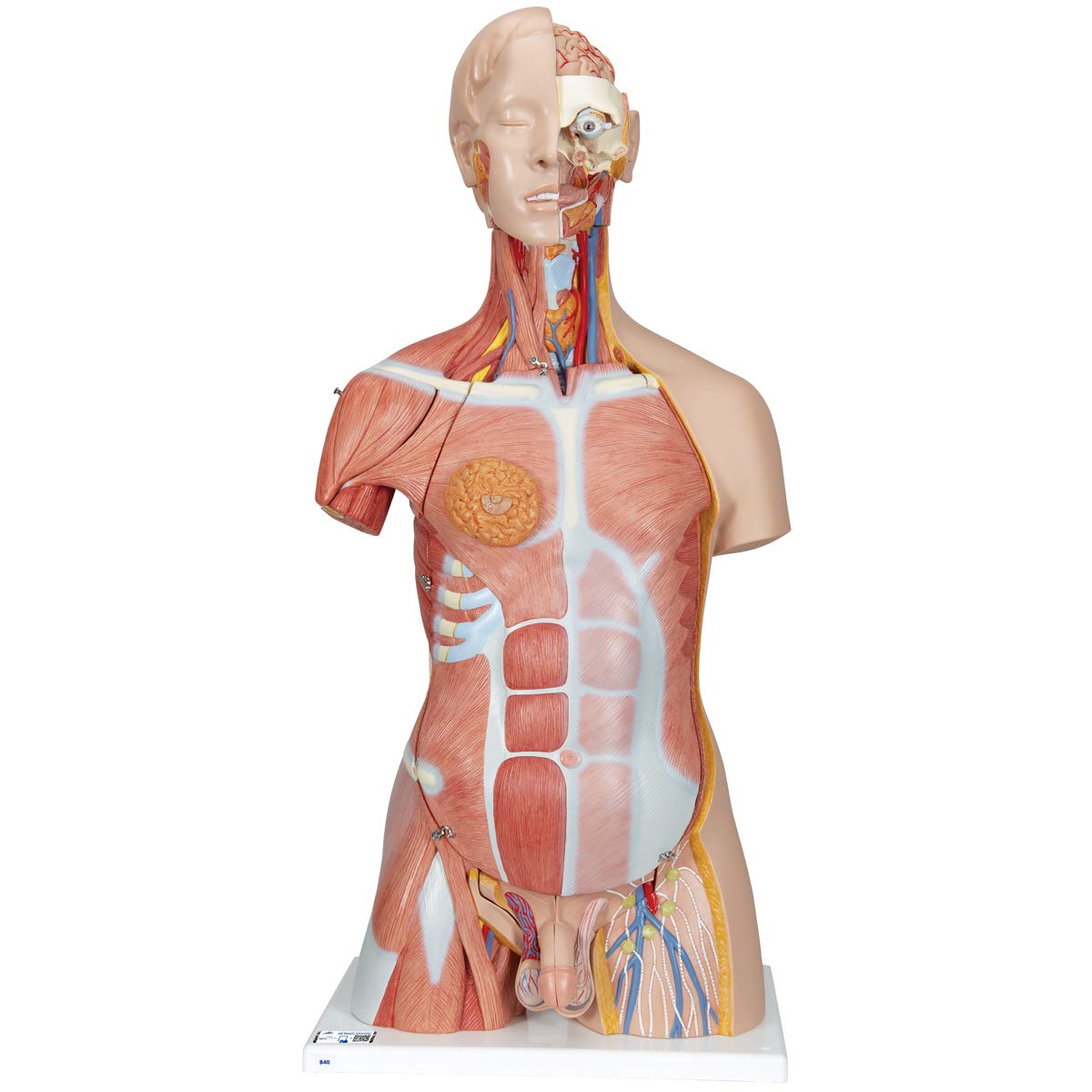 3B Scientific B40 Deluxe Muscle Toso Model, Luxury Dual Sex, 31 Pieces + Free App Anatomy - 3B Smart Anatomy