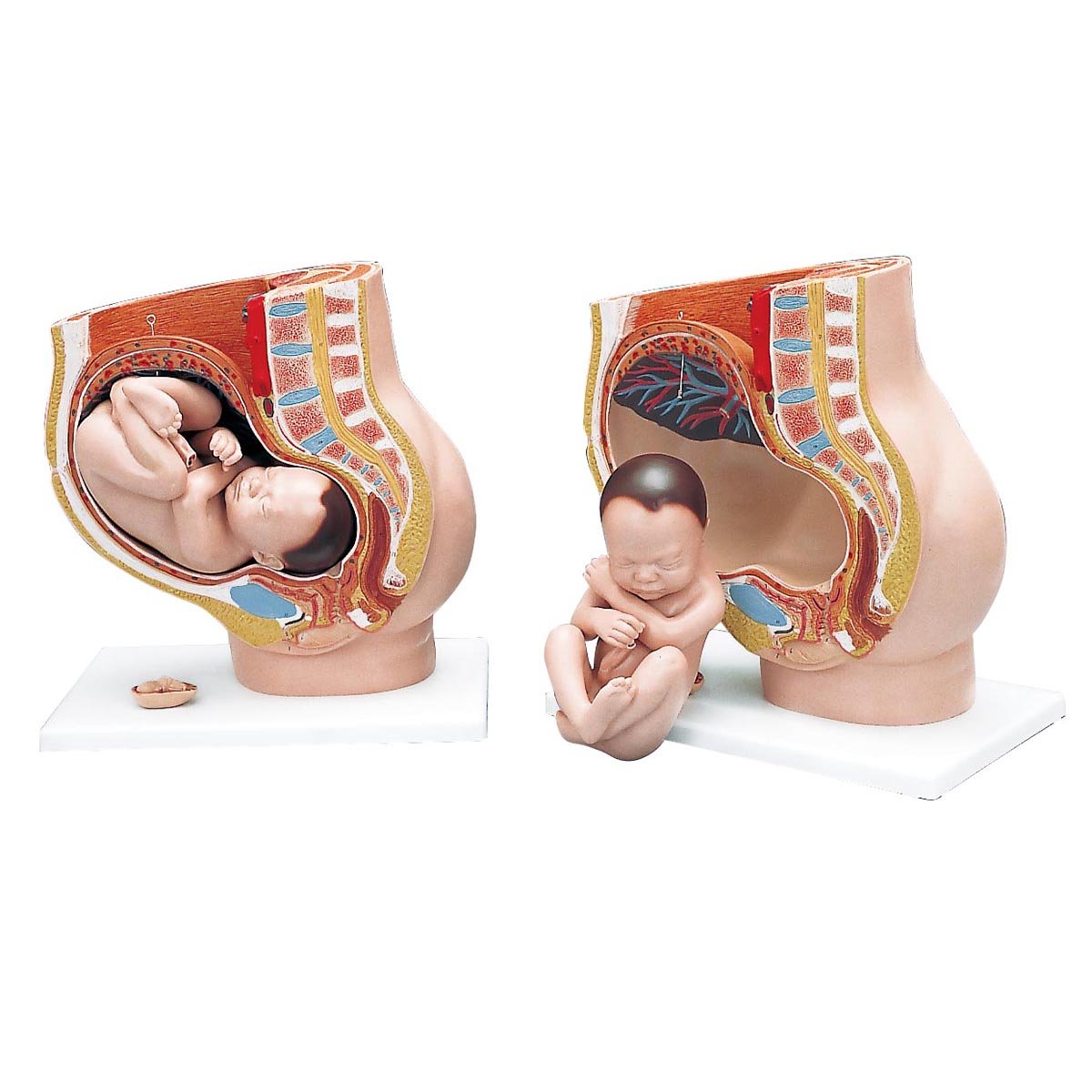 مدل تشریحی لگن دوران بارداری 3B Scientific سه‌تکه همراه با اپلیکیشن رایگان 3B Smart Anatomy