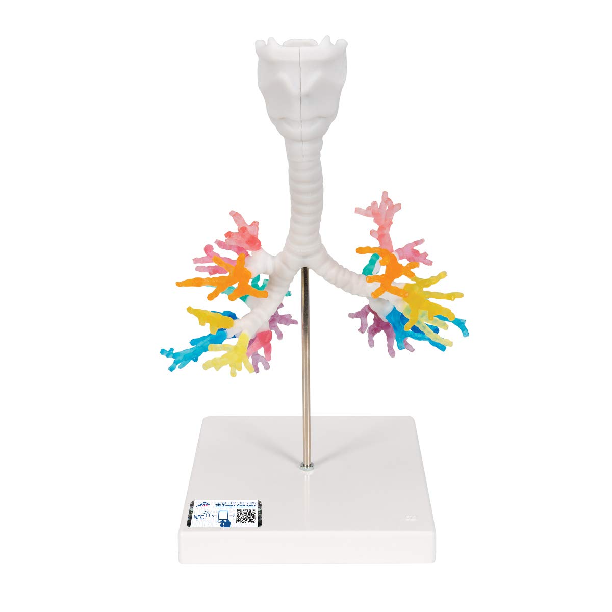 3B Scientific Human Anatomy - CT Bronchial Tree with Larynx + اپلیکیشن رایگان آناتومی - 3B Smart Anatomy