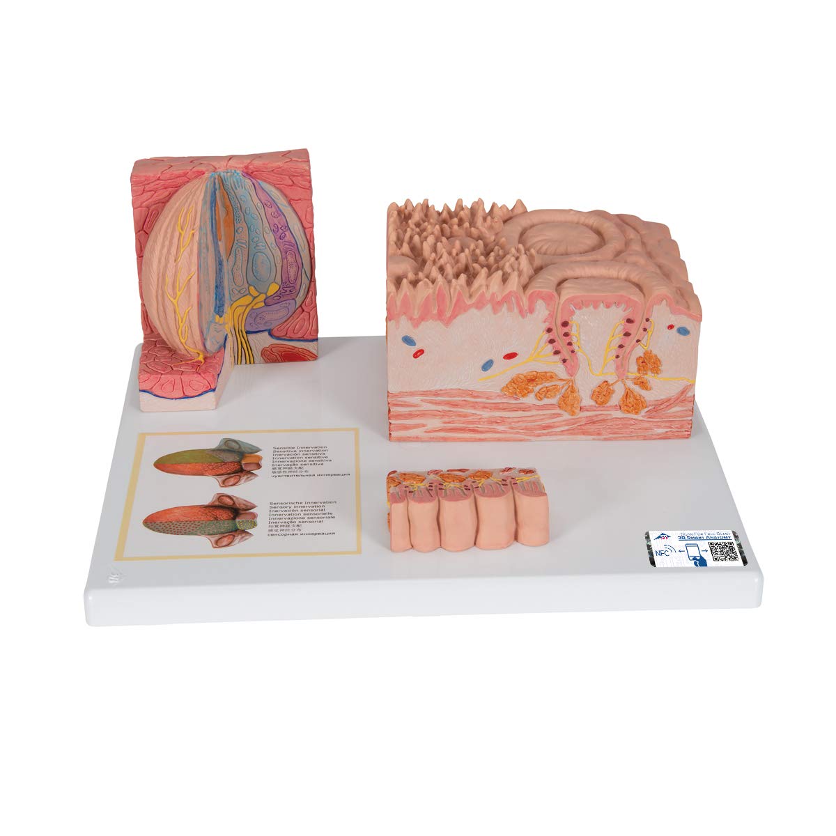 3B Scientific Human Anatomy - MICROanatomy™ Tongue + برنامه رایگان آناتومی - 3B Smart Anatomy