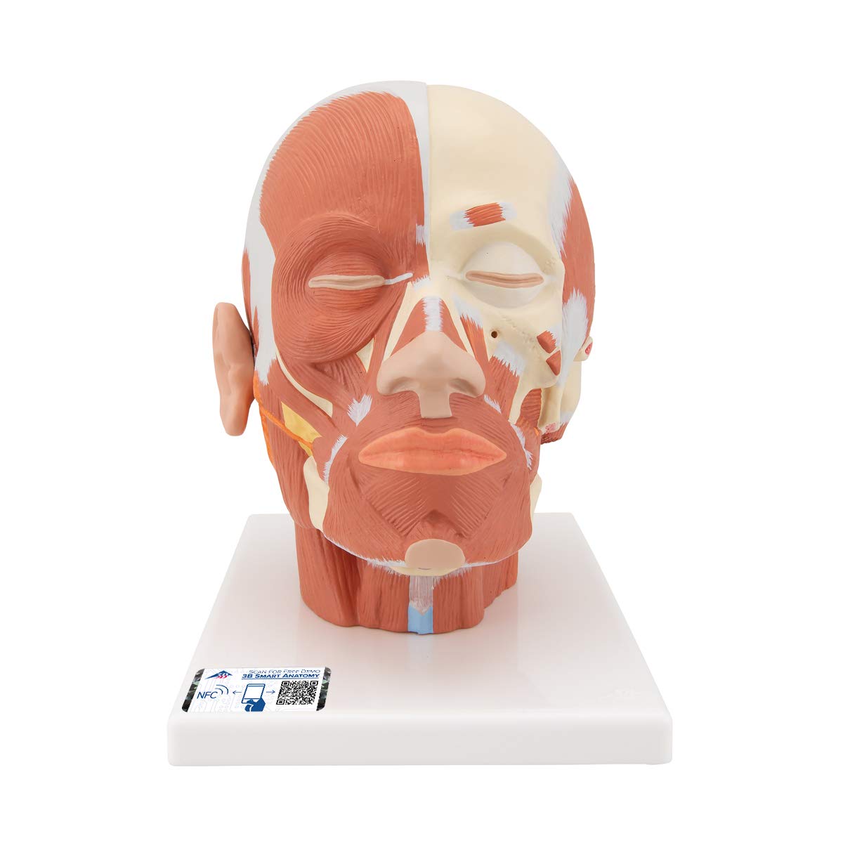 3B Scientific Human Anatomy - Head Muscles + App Free Anatomy - 3B Smart Anatomy