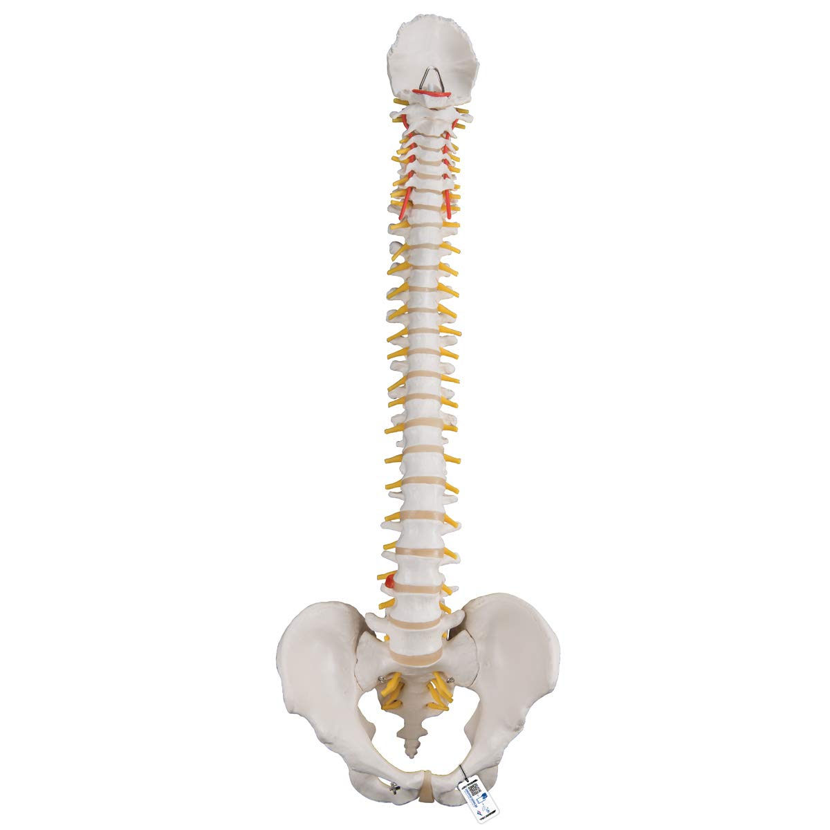 3B Scientific Human Anatomy - مدل ستون فقرات انعطاف پذیر، کلاسیک + برنامه رایگان آناتومی - 3B Smart Anatomy
