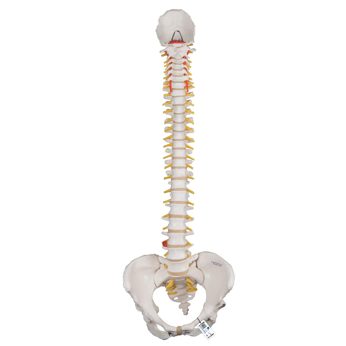 3B Scientific Human Anatomy - مدل کلاسیک ستون فقرات انعطاف پذیر با لگن زن + برنامه رایگان آناتومی - 3B Smart Anatomy