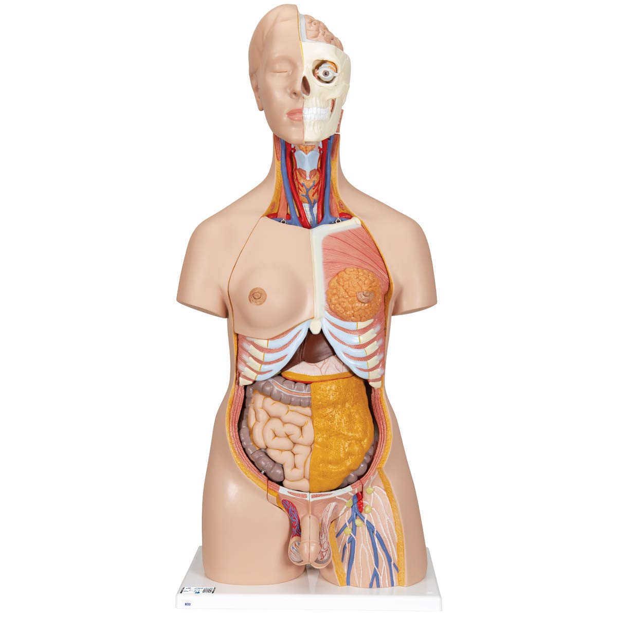 نیم تنه دوجنس علمی لوکس 3B مدل 20 تکه + اپلیکیشن رایگان آناتومی - 3B Smart Anatomy