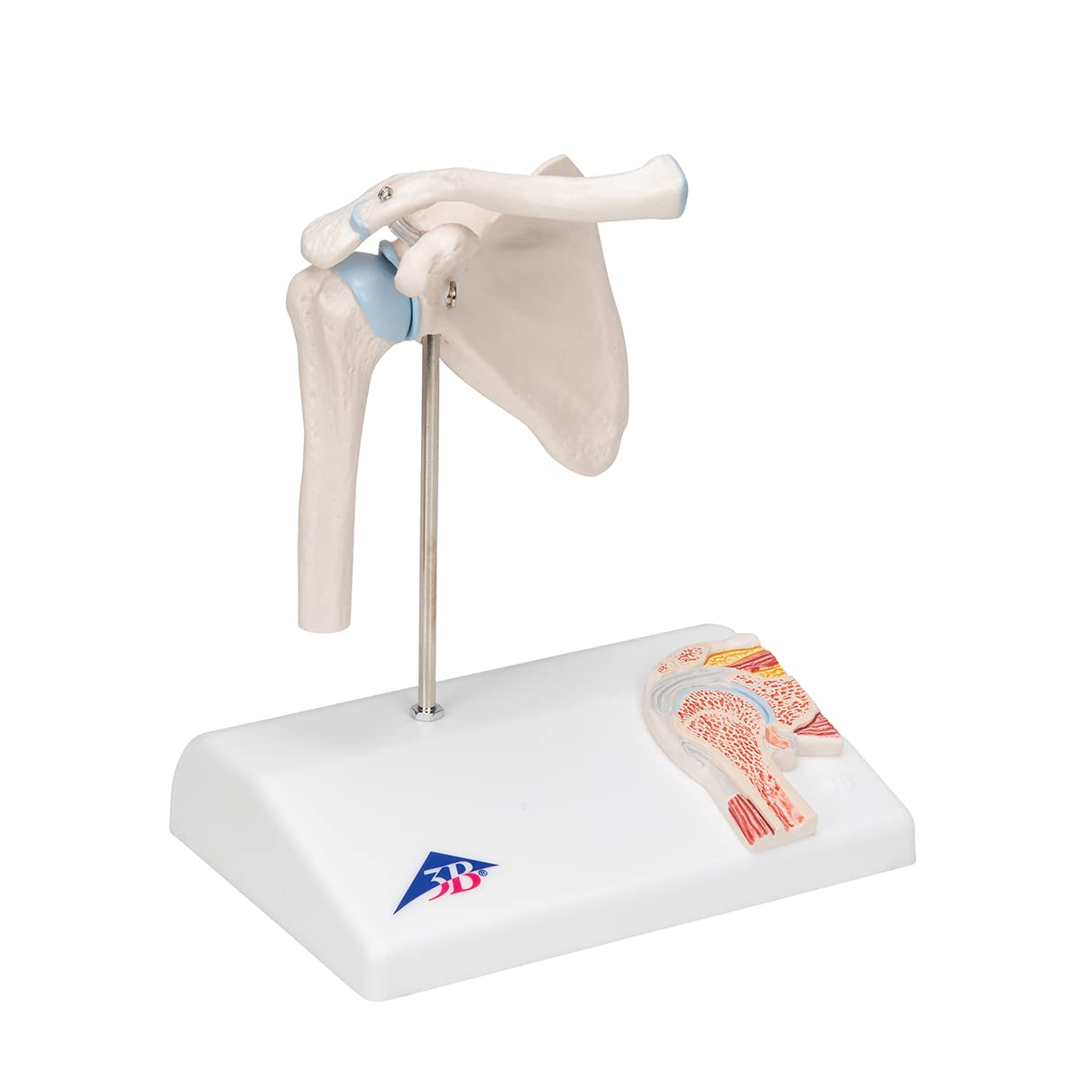 3B Scientific A86/1 Mini Shoulder joint with Cross Section + App Free Anatomy - 3B Smart Anatomy