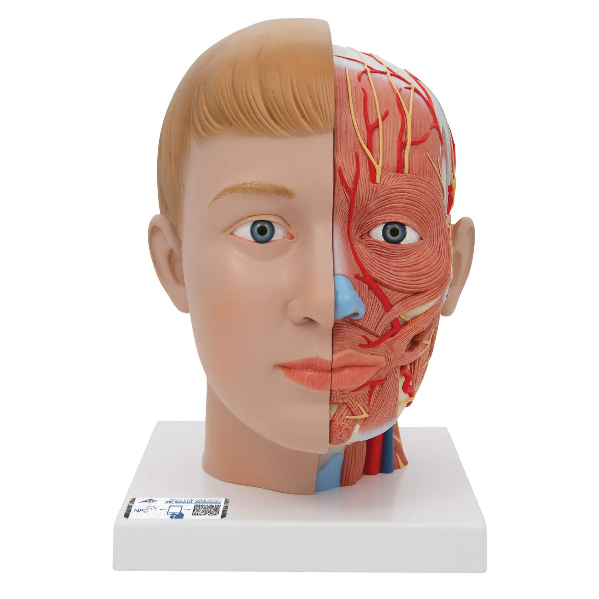 3B Scientific Human Anatomy - مدل سر با گردن، 4 تکه + برنامه رایگان آناتومی - 3B Smart Anatomy