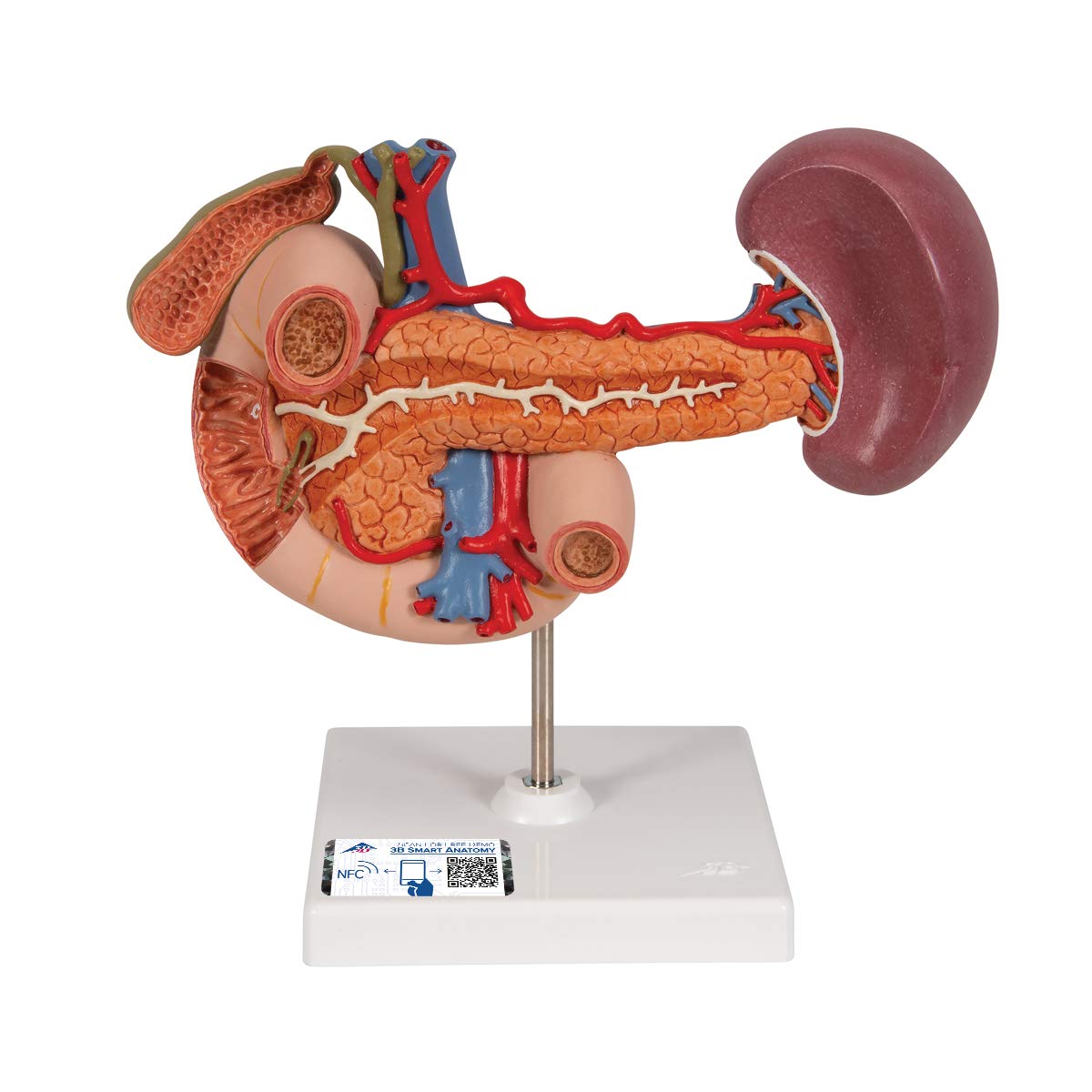 3B Scientific Human Anatomy - اندام های پشتی فوقانی شکم + برنامه رایگان آناتومی - 3B Smart Anatomy