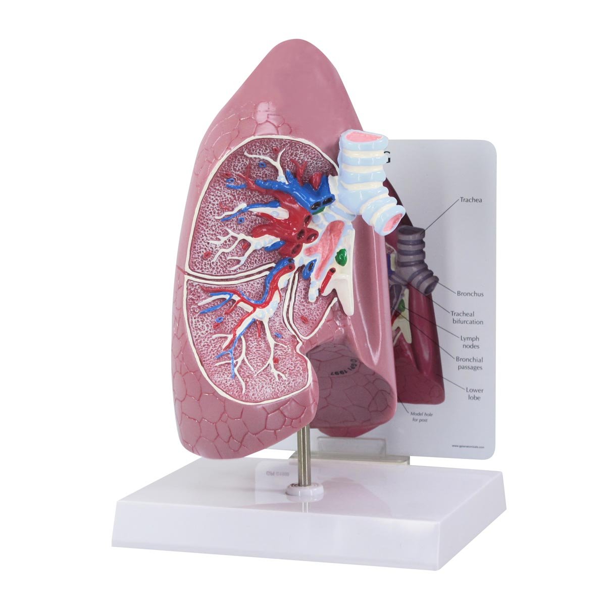 GPI Anatomicals 3100 Lunge Modell, 1019545
