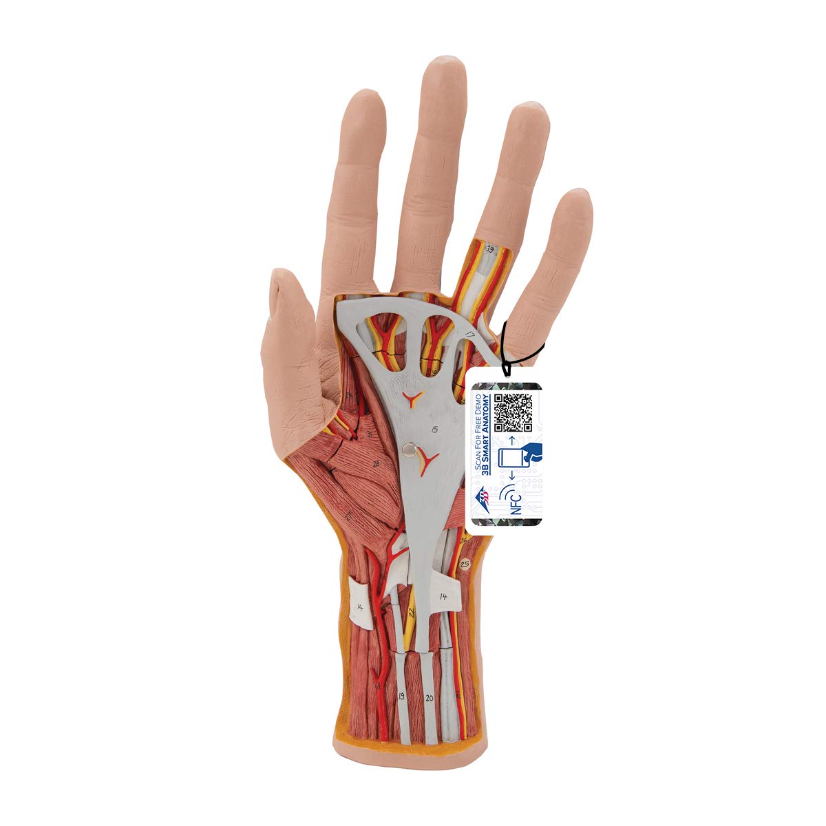 3B Scientific Human Anatomy - مدل ساختار دست، 3 قطعه + برنامه رایگان آناتومی - 3B Smart Anatomy
