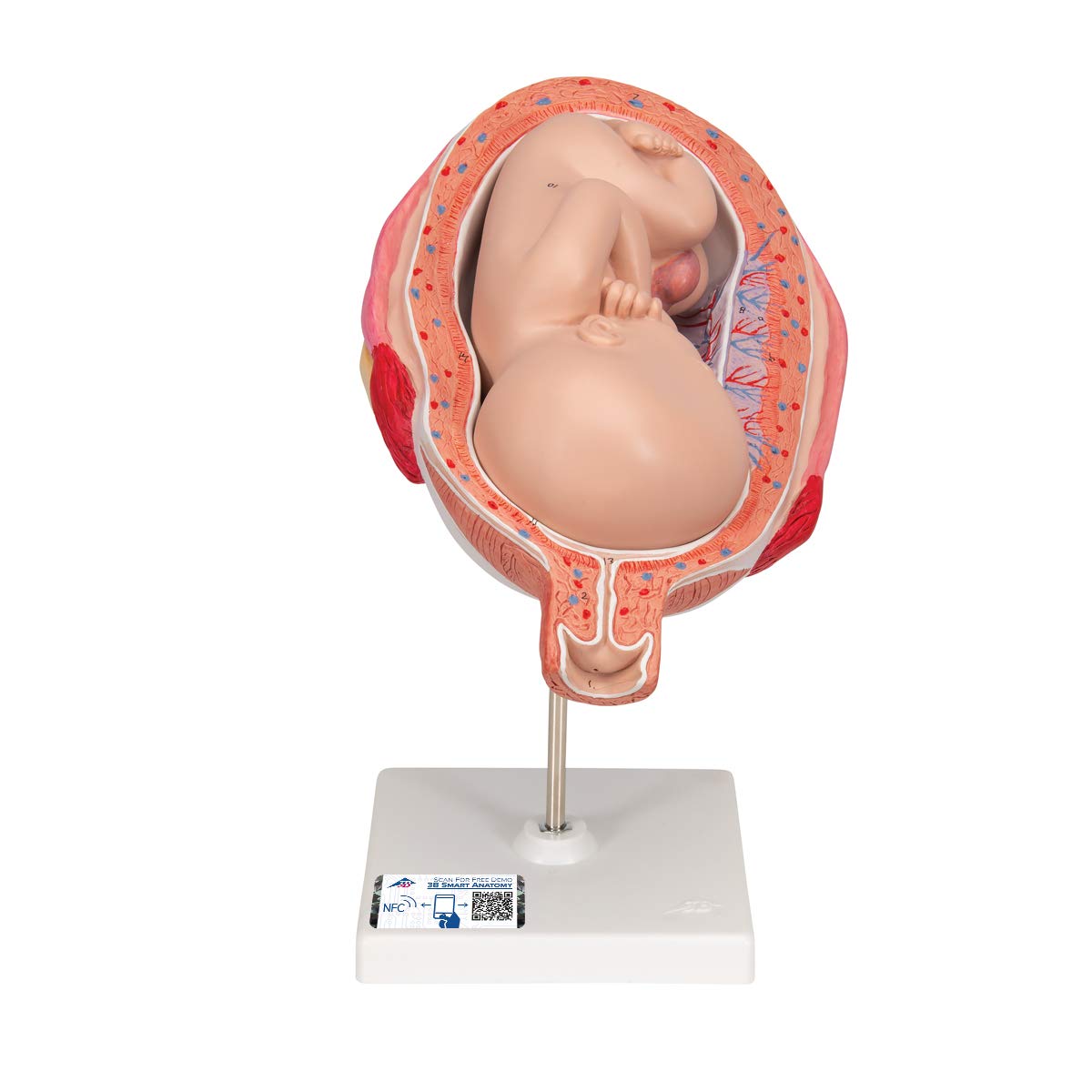 مدل تشریحی جنین انسان، 7 ماهه - 3B Scientific همراه با اپلیکیشن رایگان آناتومی 3B Smart Anatomy
