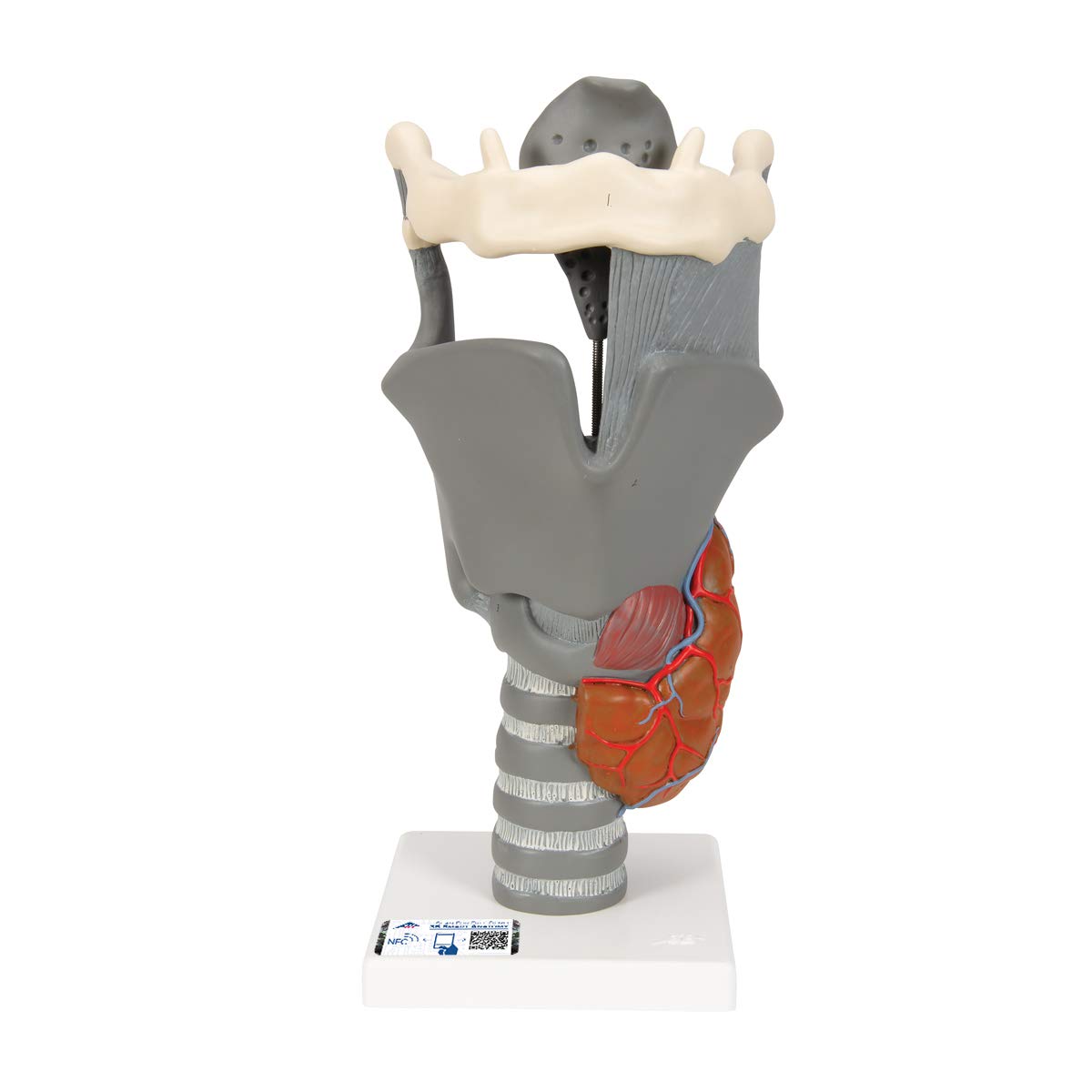 3B Scientific Human Anatomy - مدل حنجره عملکردی، اندازه 2.5x + برنامه رایگان آناتومی - 3B Smart Anatomy