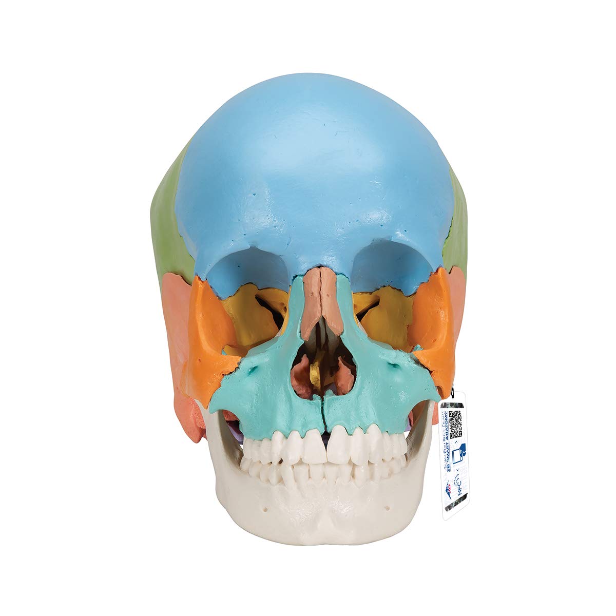 3B علمی آناتومی انسان - مدل جمجمه - نسخه آموزشی، 22 عدد. + برنامه رایگان آناتومی - 3B Smart Anatomy