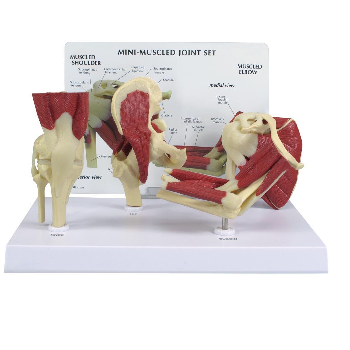مدل مفصلی GPI Anatomicals 1900 با مینی ست عضلات