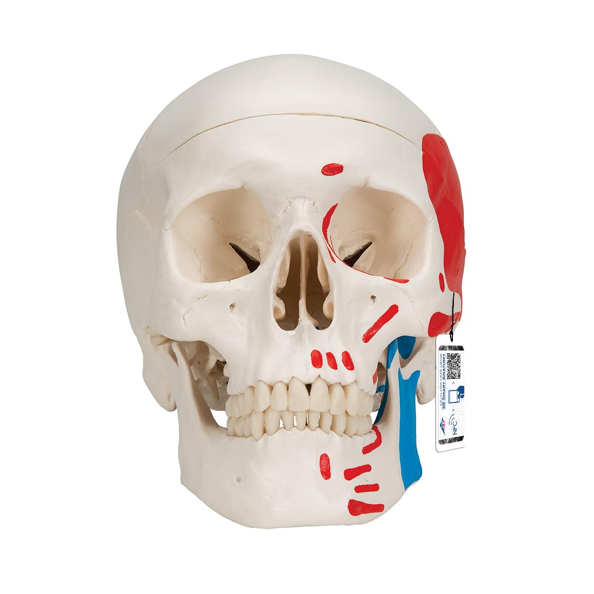 3B Scientific Human Anatomy - مدل کلاسیک جمجمه با اتصالات مغناطیسی، نقاشی شده، 3 تکه + برنامه رایگان آناتومی - 3B Smart Anatomy