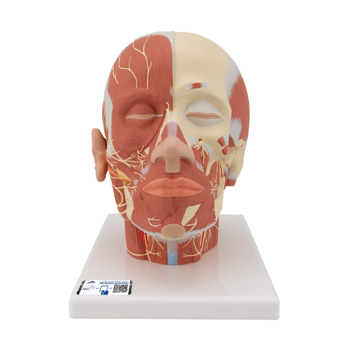 3B علمی آناتومی انسان - عضلات سر با اعصاب + برنامه رایگان آناتومی - 3B Smart Anatomy