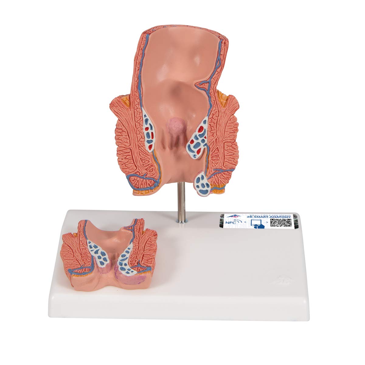 3B Scientific Human Anatomy - مدل هموروئید + اپلیکیشن رایگان آناتومی - 3B Smart Anatomy