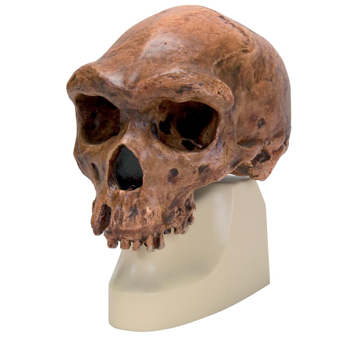 3B Scientific - Schädelreplikat Homo rhodesiensis (بروکن هیل، وودوارد، 1921)