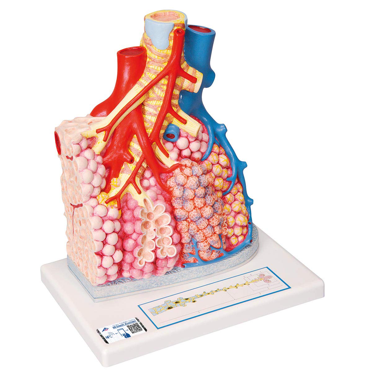 3B علمی آناتومی انسان - لوبول های ریه با رگ های خونی اطراف + برنامه رایگان آناتومی - 3B Smart Anatomy